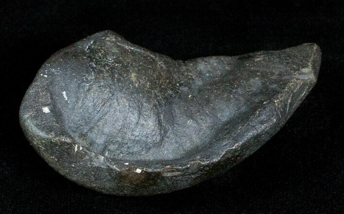 Fossil Cetacean (Whale) Ear Bone - Miocene #3502